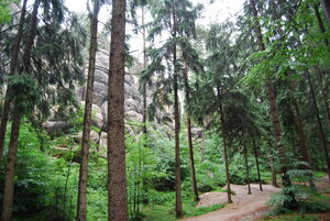 Nadelforst mit Blick auf einen Sandsteinfelsen